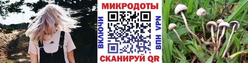где продают наркотики Мглин Псилоцибиновые грибы Psilocybe